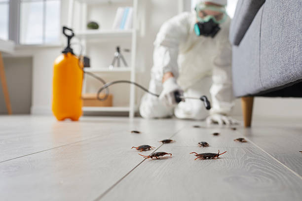 Commercial Kitchen Cockroach Control in Campbell